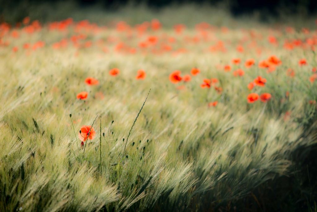 tirage d'art photo
