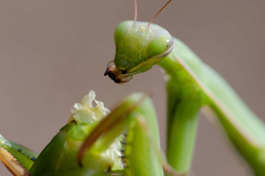 tirage photo les petites bêtes