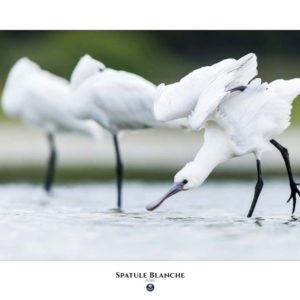 Spatule blanche