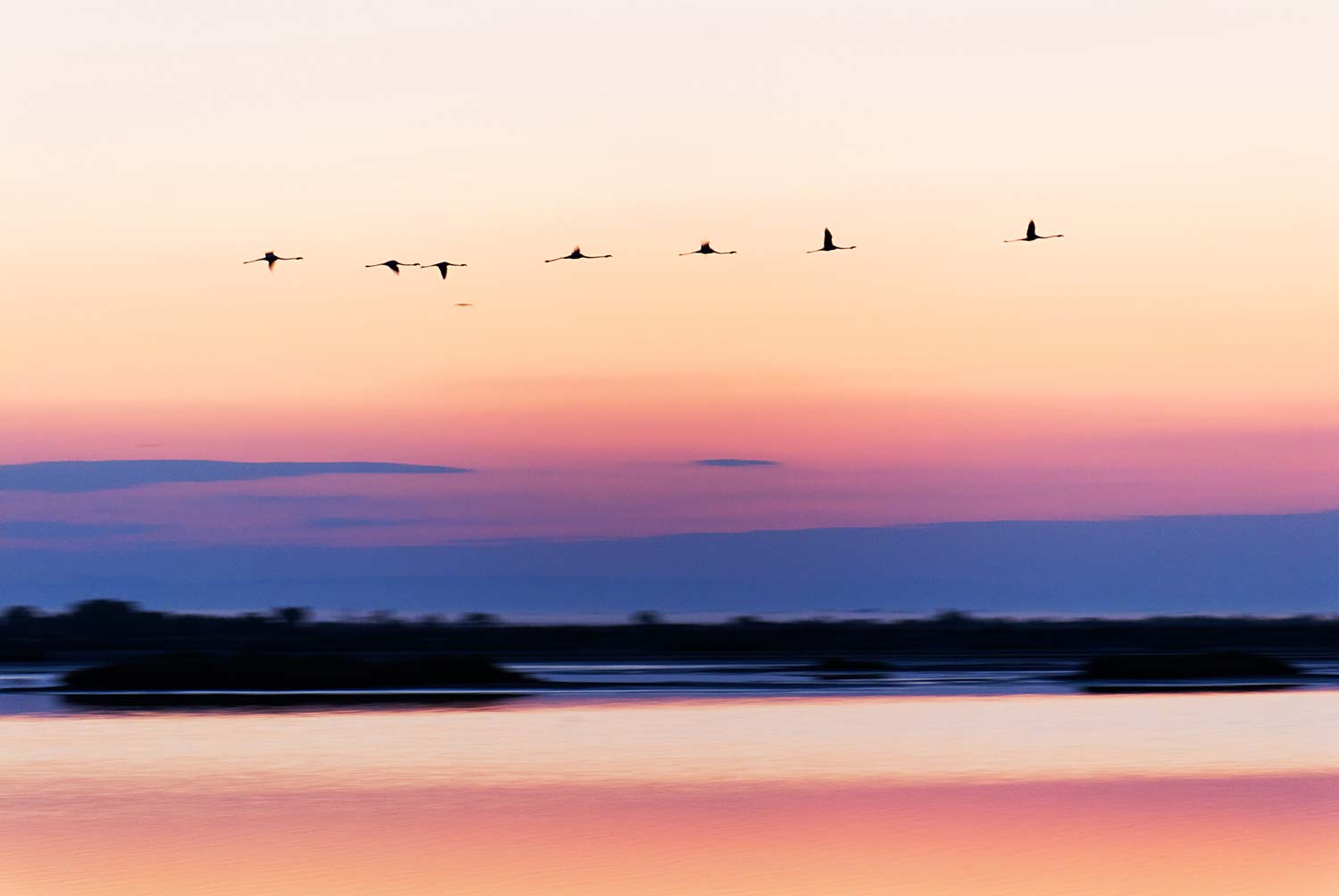 Tirage d'art de Flamant Rose