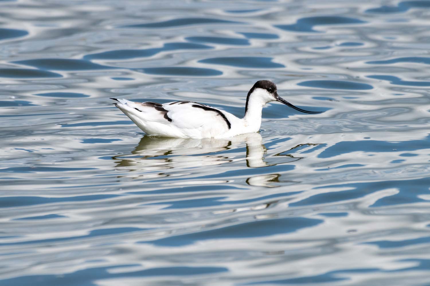 Tirage d'art d'avocette élégante