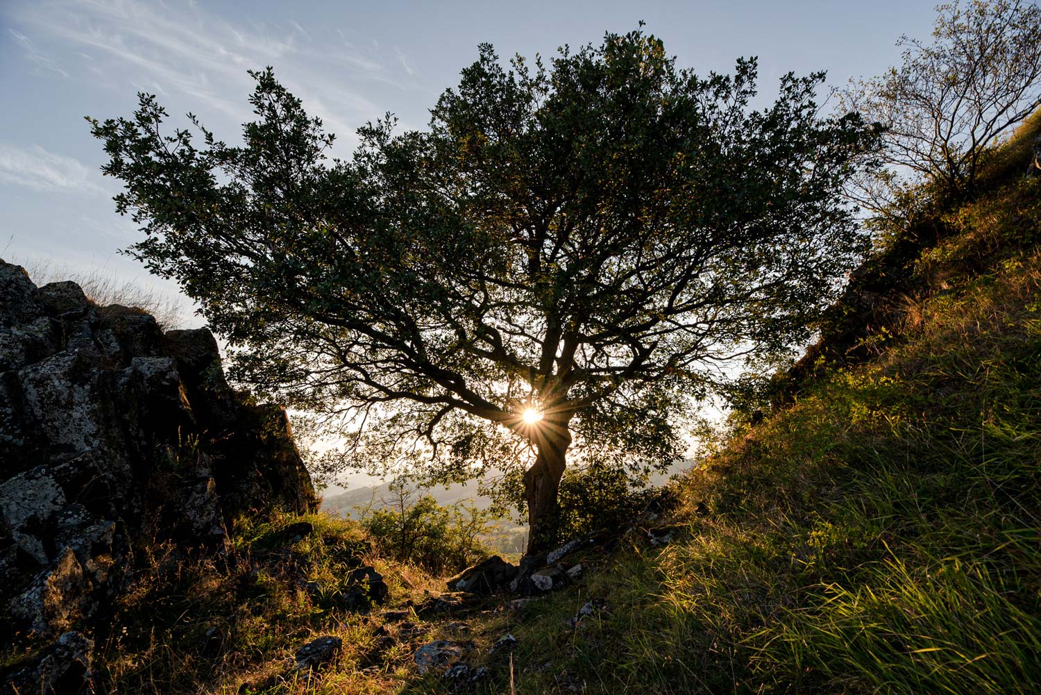 Tirage d'art de l'arbre de la chapelle du Brionnet
