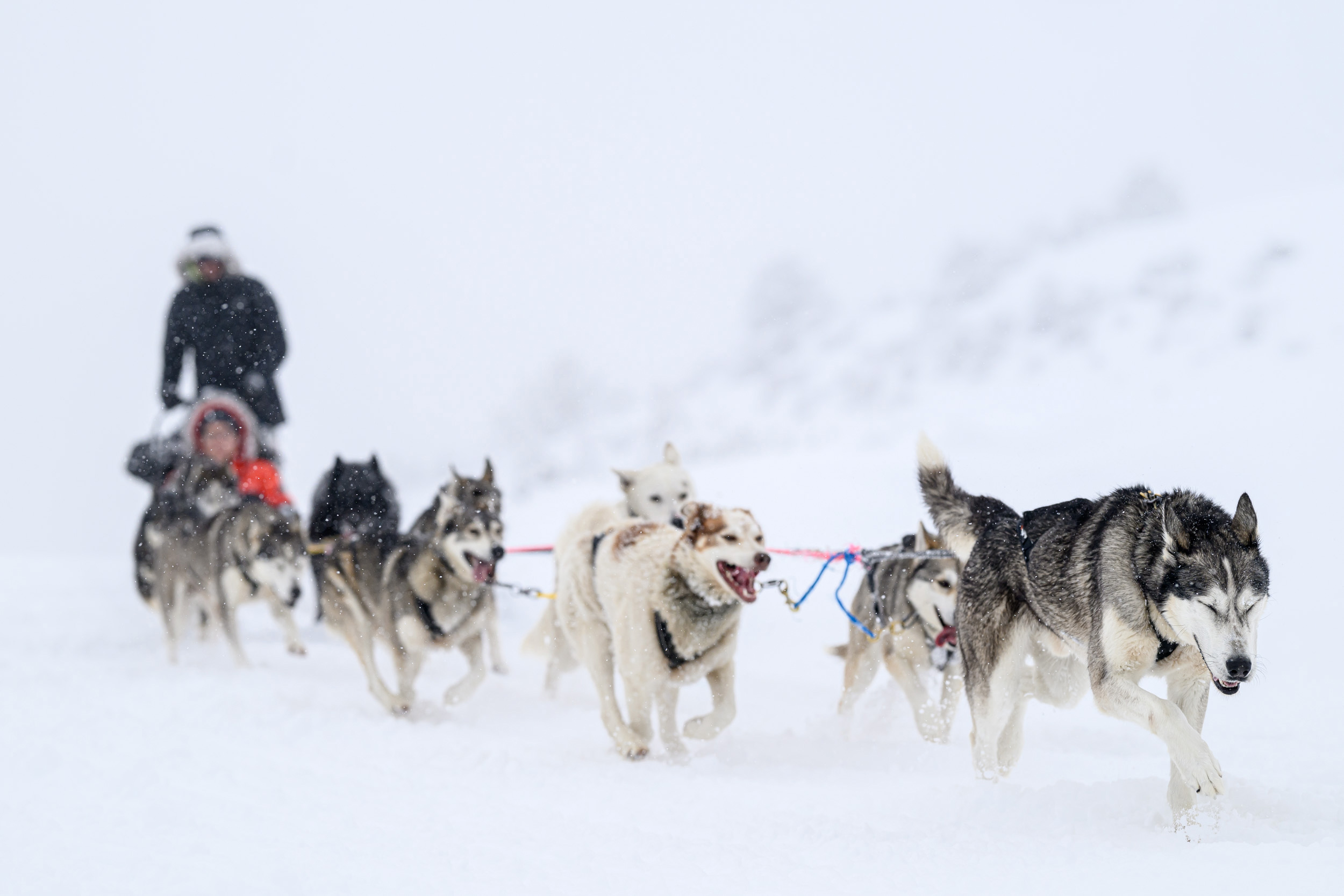 Projet musher les athlètes du grand froid